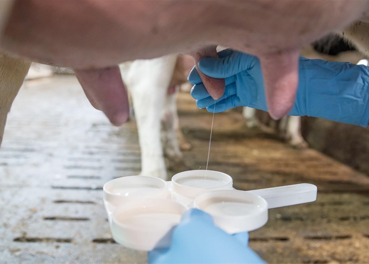 obtaining milk samples
