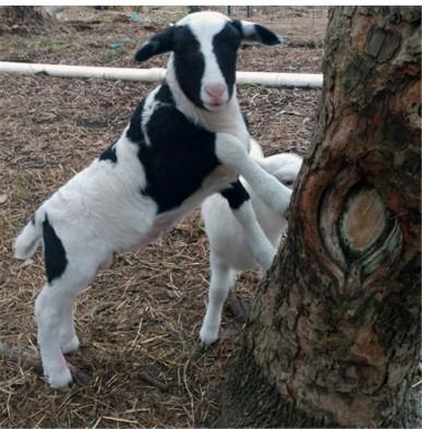 . Black and white Katahdin ram lamb with front feet raised up on a tree to show an example of smaller breeds of sheep.