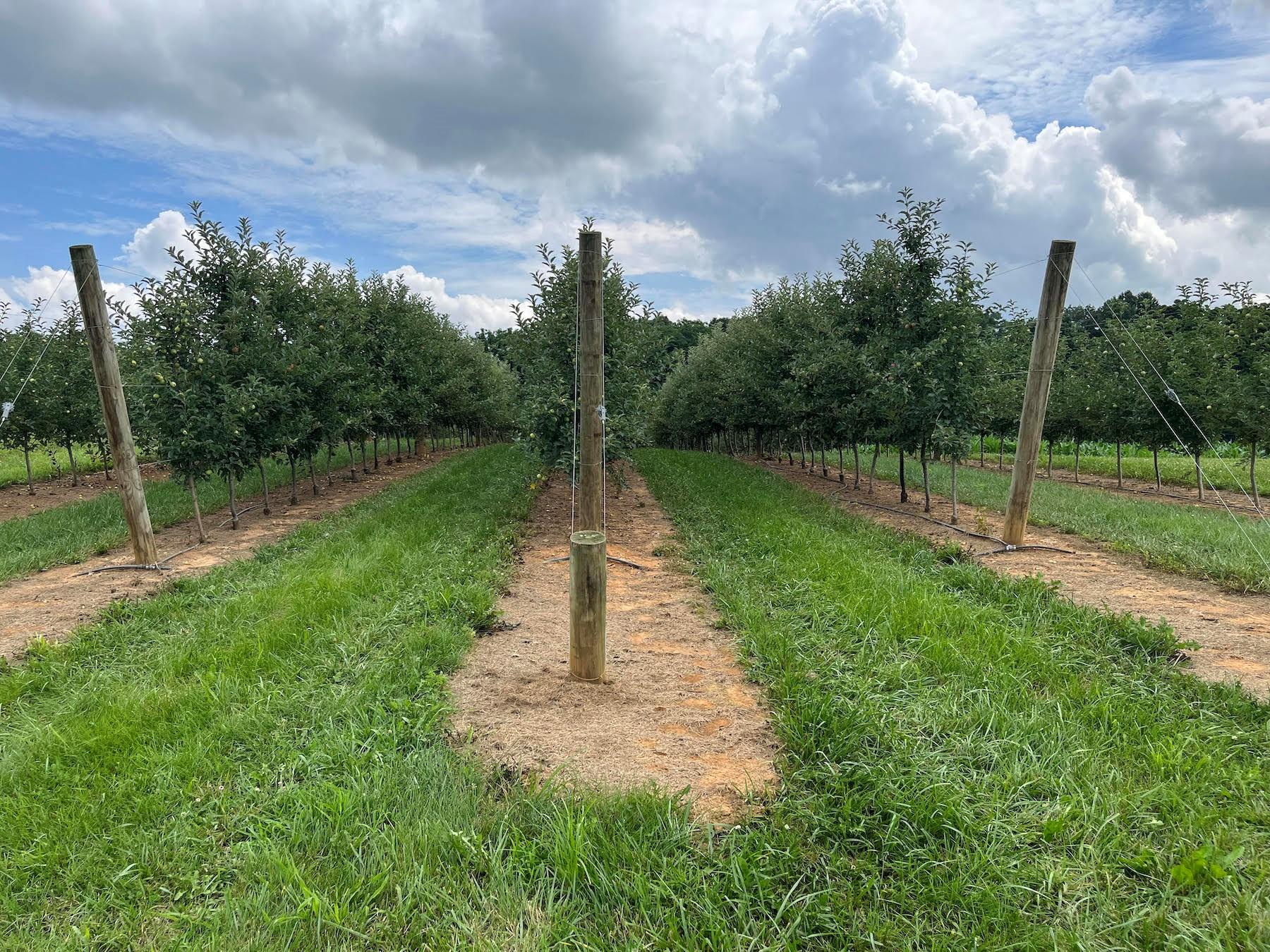 Figure 1. Buckeye Gala rootstock trial orchard established in 2019 as part of the NC-140 multistate project. Photo: Dr. Macarena Farcuh, University of Maryland.