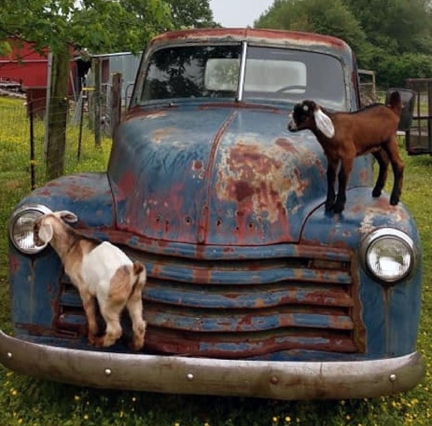 Goats standing on antique pick-up truck