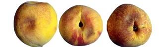 Bruised peach showing development of CI symptoms