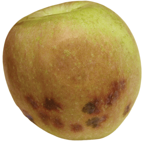 Lenticel blotch pit found on the lower half of the fruit of Fuji Apple. Photo: Washington State University.