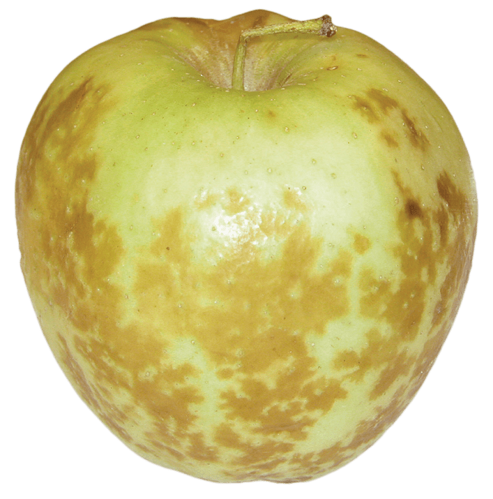 Figure 5. Senescent scald expressing in Golden Delicious apple. Photo: Washington State University.