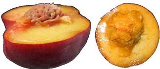 Freestone peach on left and clingstone peach on right