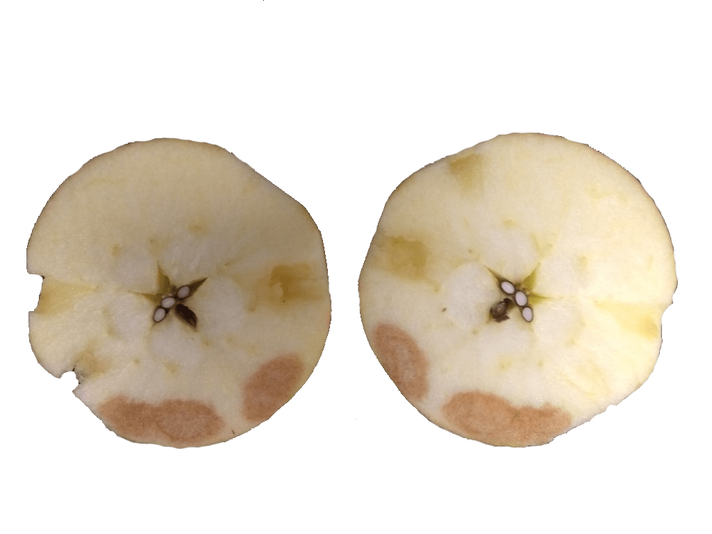 Figure 7. Soggy breakdown as a result of chilling sensitivity in Honeycrisp apple. Photo: Dr. Macarena Farcuh, University of Maryland.