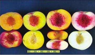 Flesh coloration diversity in peaches