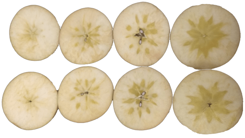 Figure 9. Severity scale of the development of the disorder of watercore in apples. Photo: Dr. Macarena Farcuh, University of Maryland