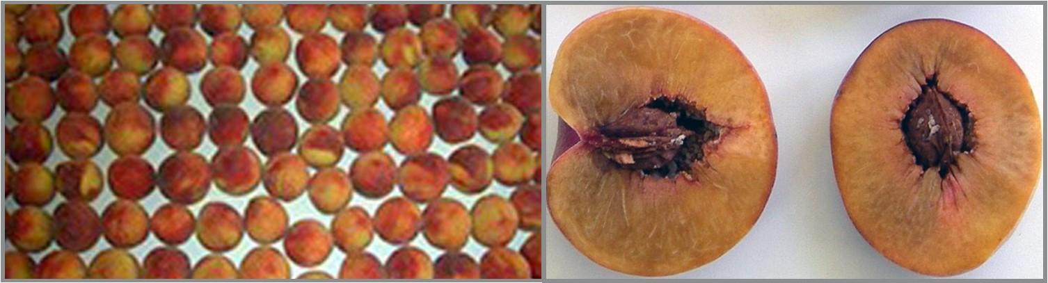 Peaches with flesh browning due to cold storage.
