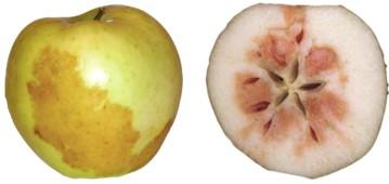 Figure 2. Internal and External Carbon Dioxide Injury in Golden Delicious apples. Photos: Washington State University.