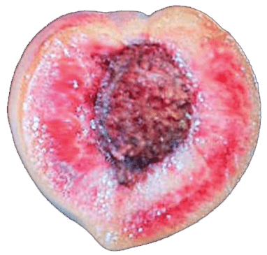 Peach with flesh bleeding or internal reddening.