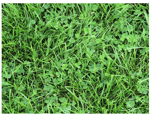 a mixture of clover and tall fescue in a lawn