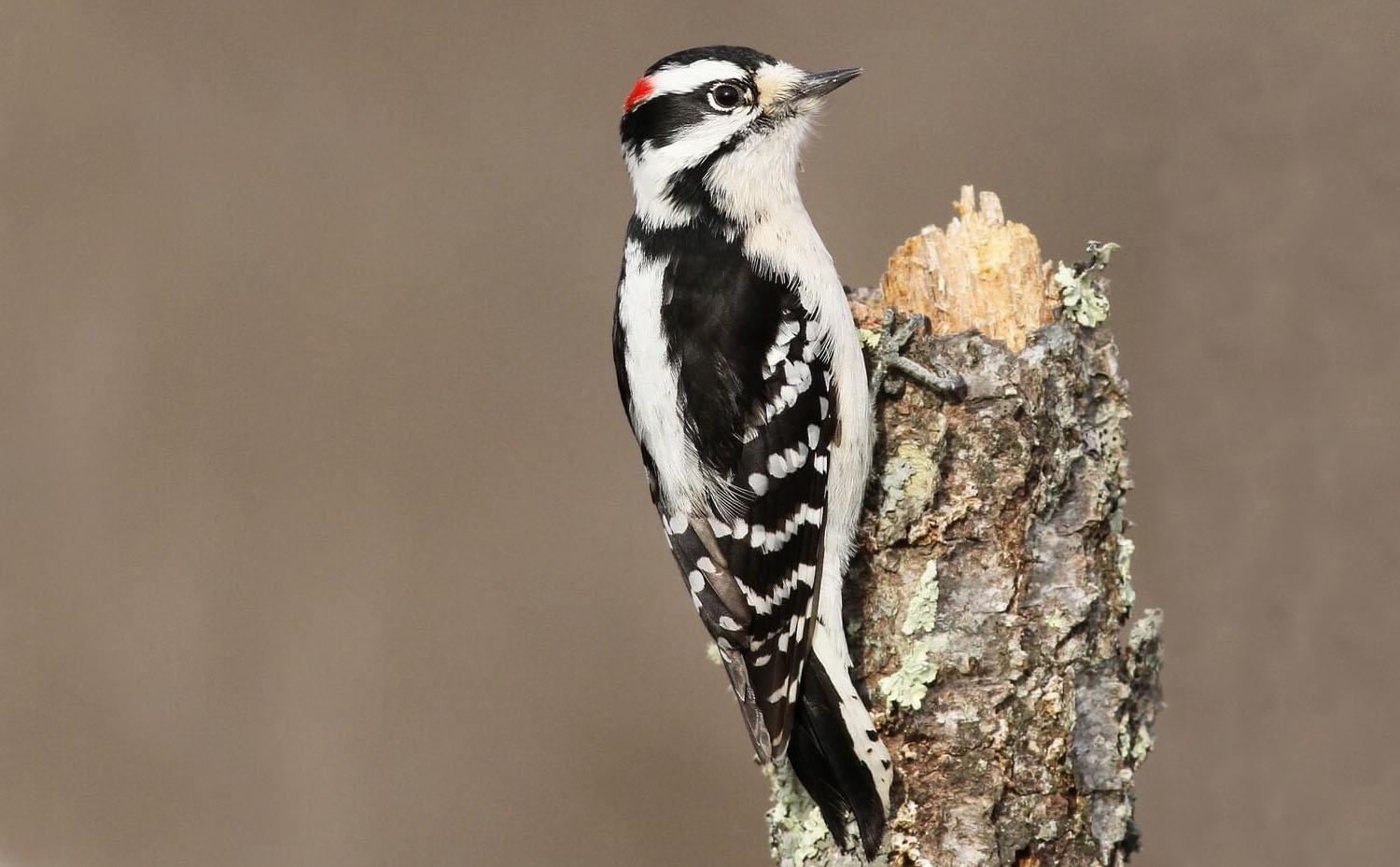Male adult downy woodpecker. Photo © Evan Lipton| Macaulay Library