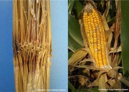 Corn Stock and Ear Rot
