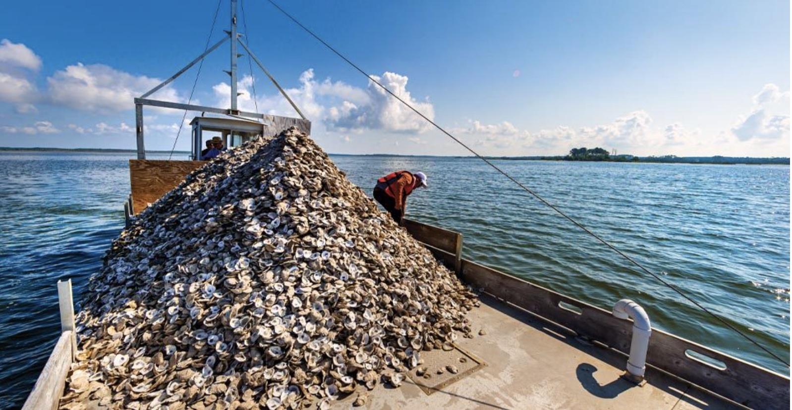 Seafood company owner Casey Todd (steering boat) prepares to dump tens of thousands of oyster shells near Crisfield, Md., to help young oysters thrive on the Chesapeake Bay bottom.