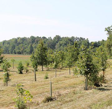 Photo of a riparian buffer planting. Courtesy Virginia Dept. of Forestry