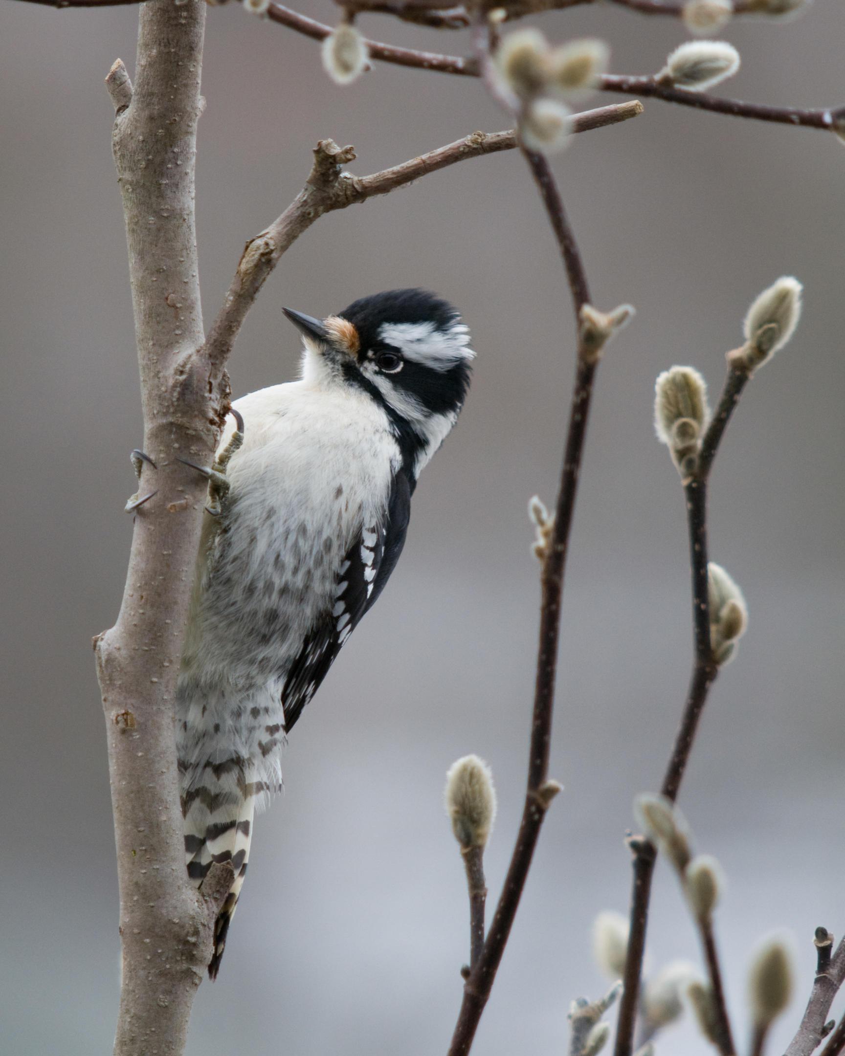 Female adult downy woodpecker. Photo by Photo: Michele Black/Great Backyard Bird Count 