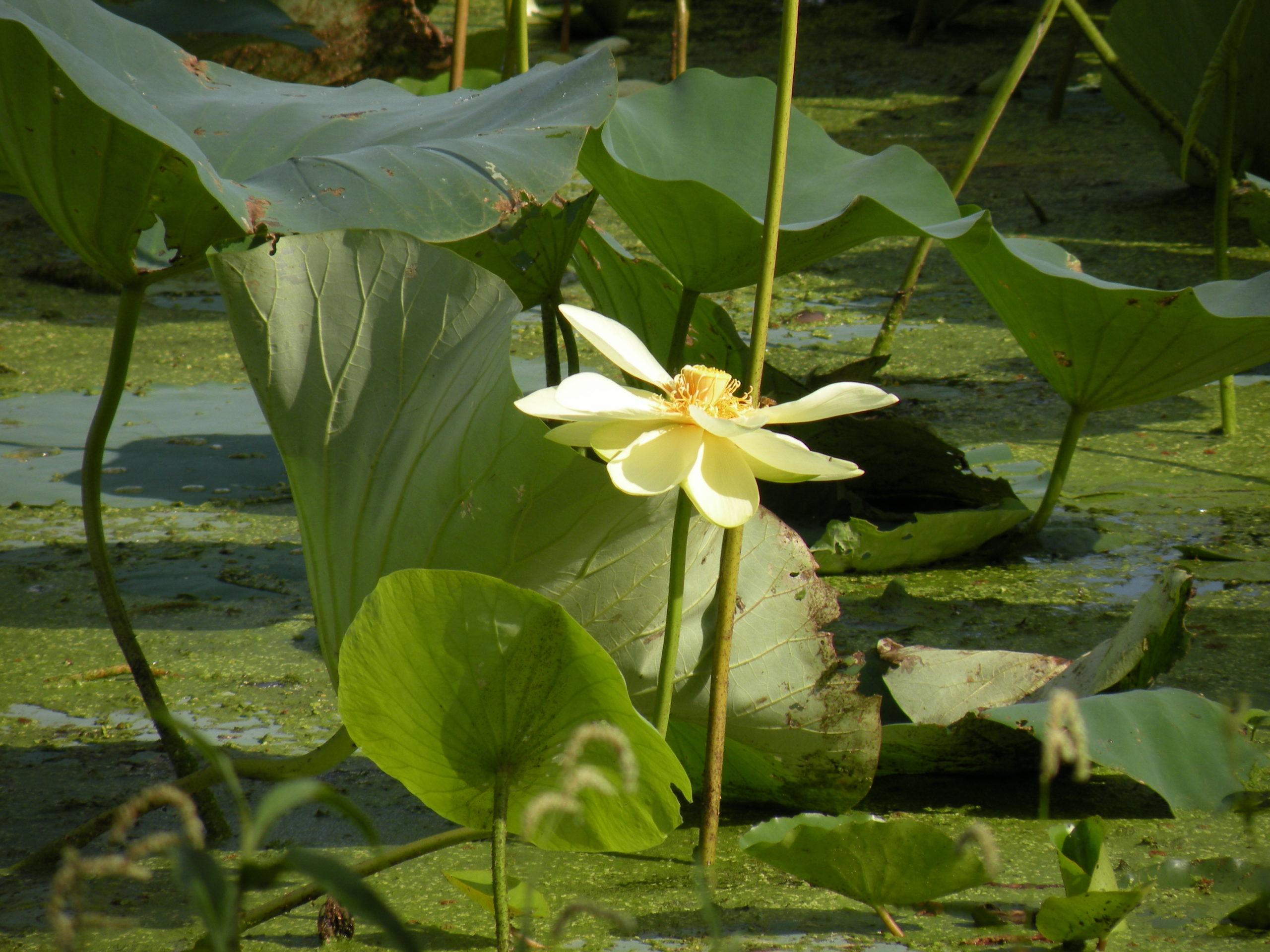 American Lotus Water Lily - Texas A&M University