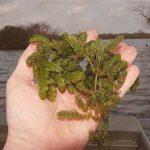 Coontail or Hornwort - Texas A&M University