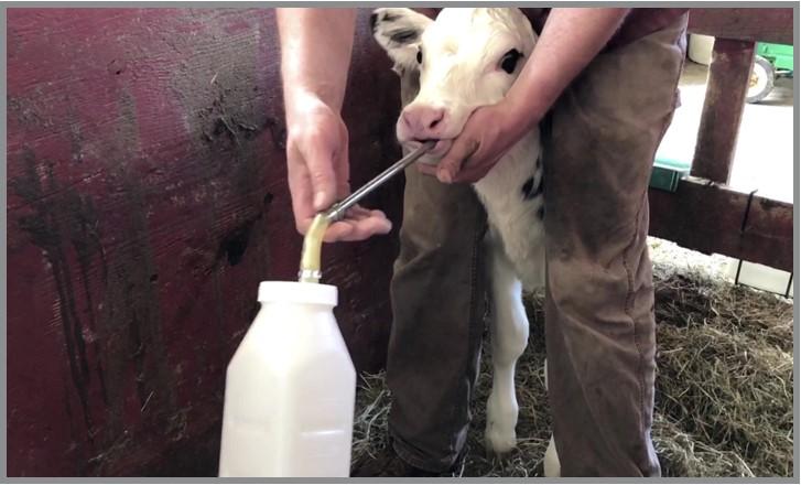 A farmer is using an esophageal feeder on a calf.