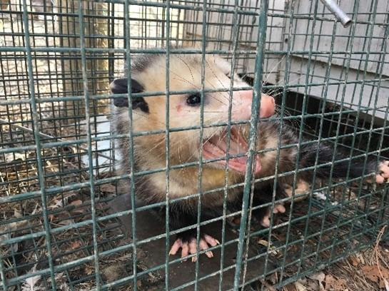 Opossum in a cage.