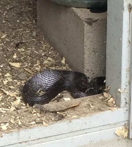 Figure 4. Black snake with egg in stomach. Photo: Jon Moyle