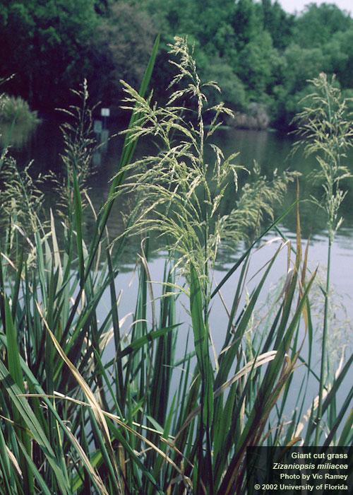 Giant Cutgrass or Water Millet - Texas A&M University