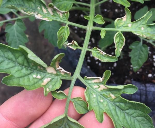 tan and brown spots on a tomato leaf
