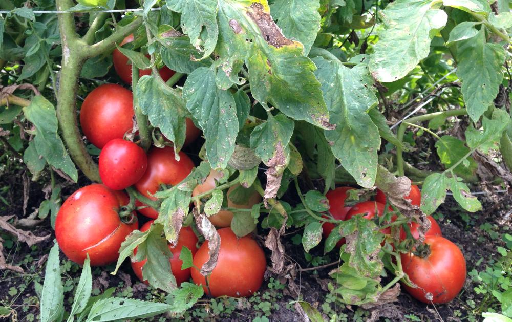 Purple Leaves On Tomato Plants: Common Causes and Solutions