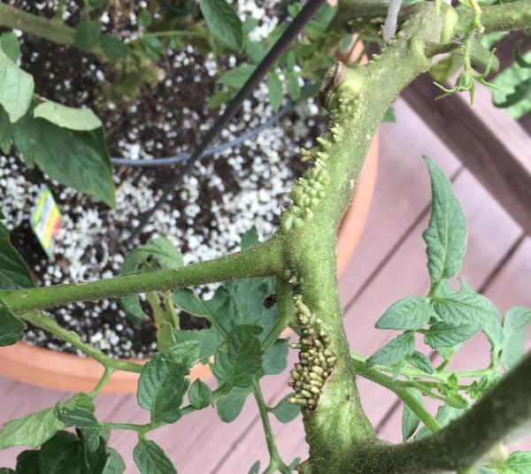 bumps on a tomato stem are adventitious roots