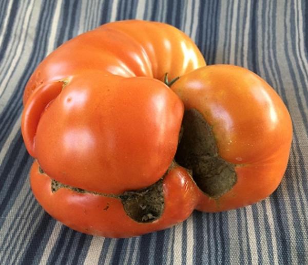 misshapen tomato with brown sections