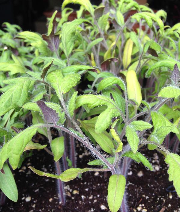 leaves and stems of tomato seedlings look purple