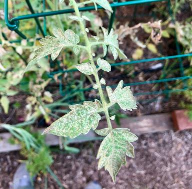 tiny white or yellow spots and webbing on a tomato leaf