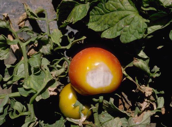 white or yellow section of a tomato fruit due to sunscald