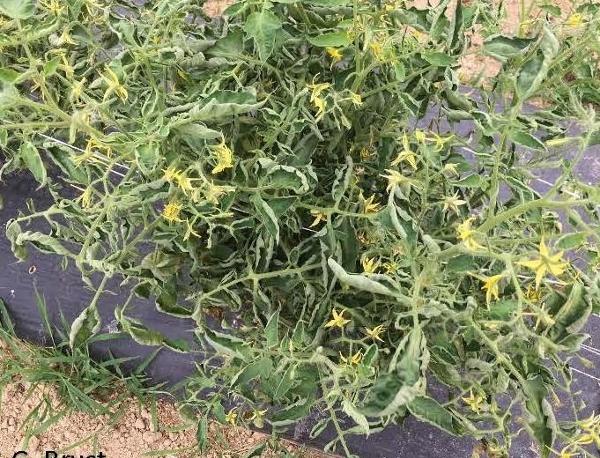 leaves of tomato plants are twisted and curling due to mosaic viruses 