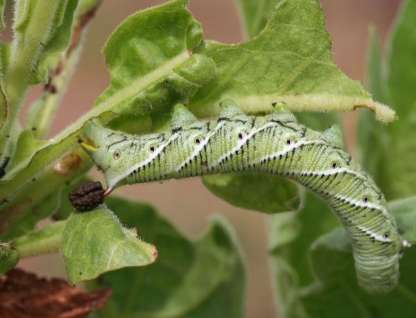 chewed tomato leaves may be due to tobacco hornworm feeding