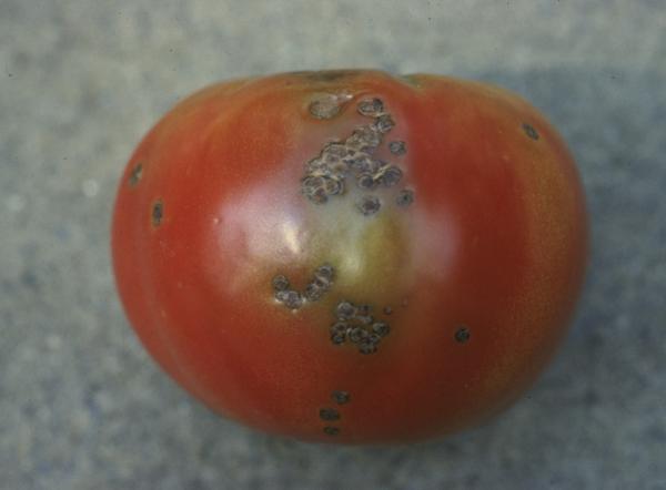 brown spots on a tomato 
