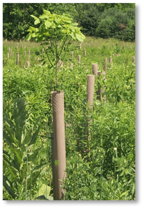 Tree seedlings and tree tubes