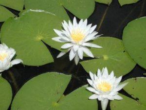 White Water Lily - Texas A&M University