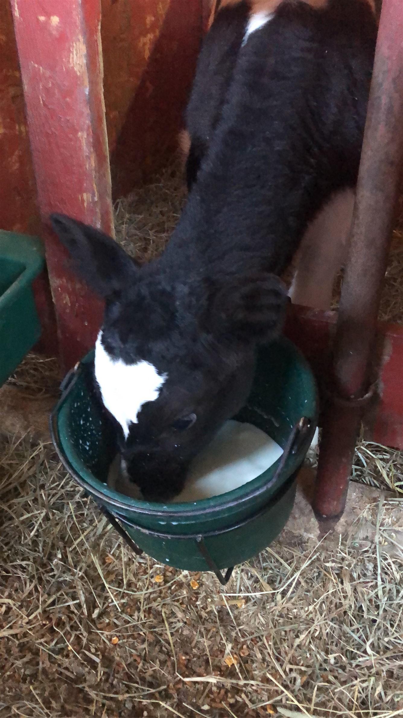Calf drinking from bucket