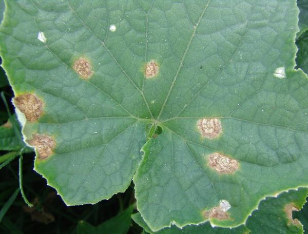 tan and gray spots on a cucumber leaf