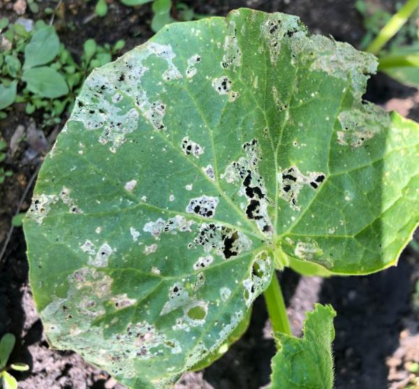 chewed leaves of a cucumber plant - insect pest symptom