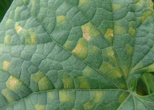 yellow angular spots on a cucumber leaf - symptom of disease