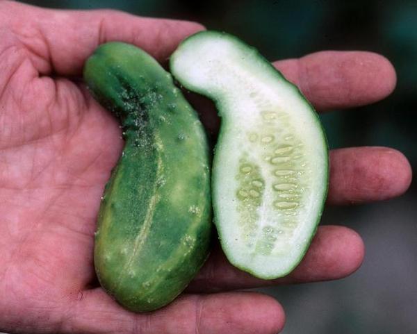 misshapen cucumbers with smaller part on one end