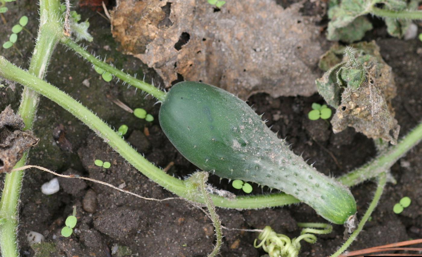 misshapen cucumber due to poor pollination and downy mildew disease
