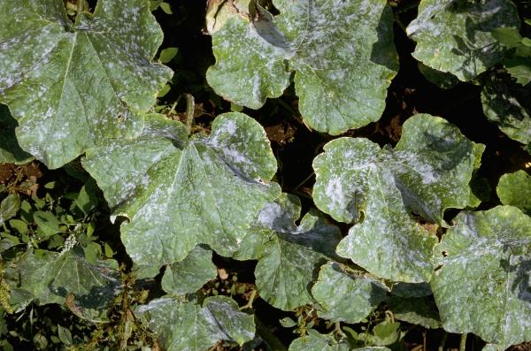 gray or white powdery substance on cucumber leaves 