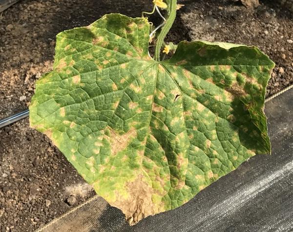 yellow and tan spots on a cucumber - disease symptoms
