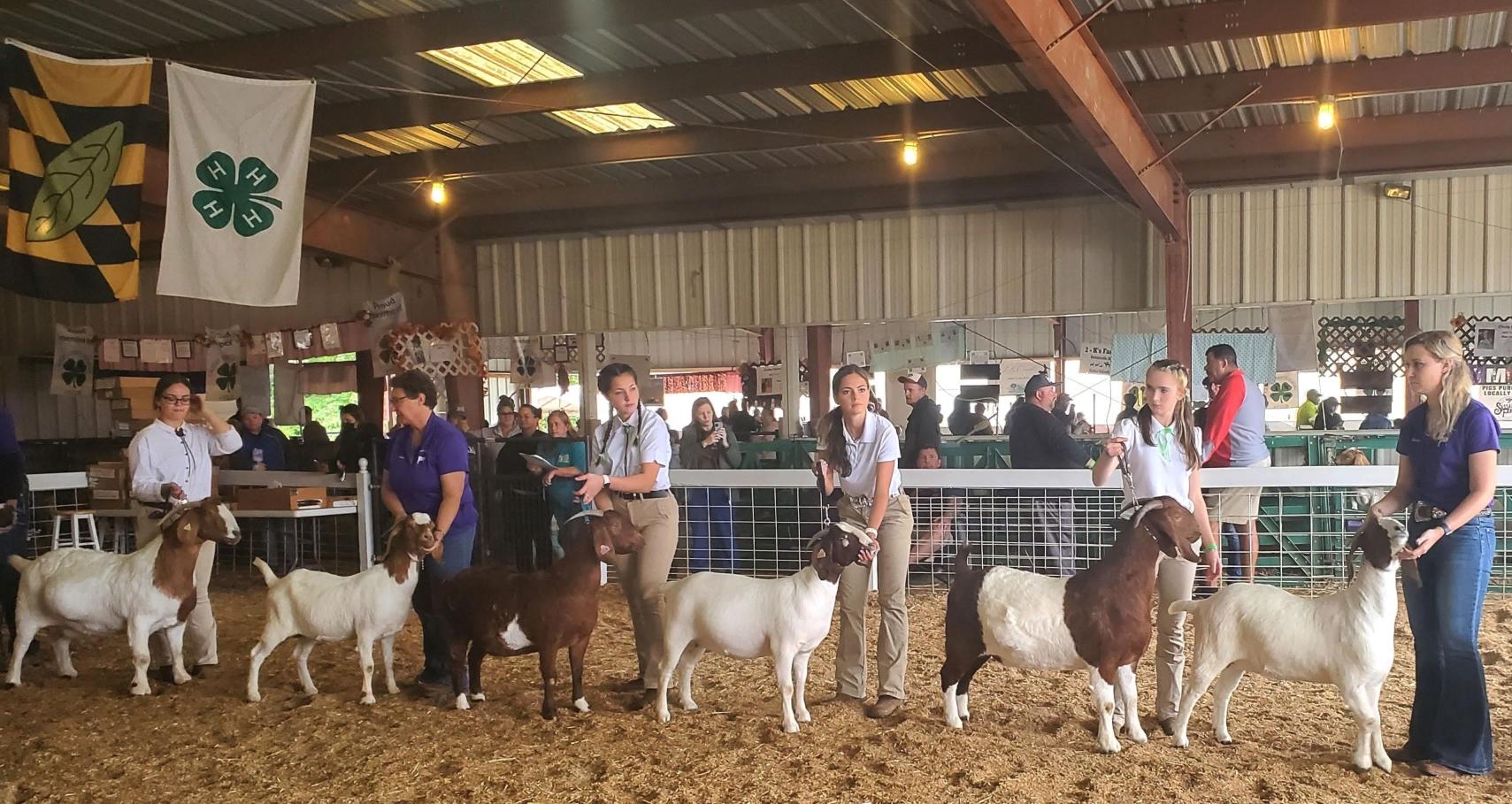 Calvert County Fair 4-H Goat Showmanship