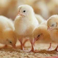 Poultry_Broiler chicks