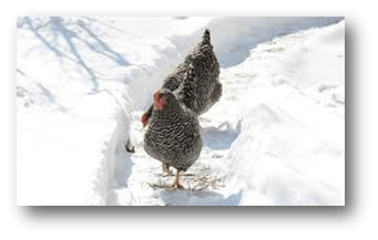 Chickens in snow
