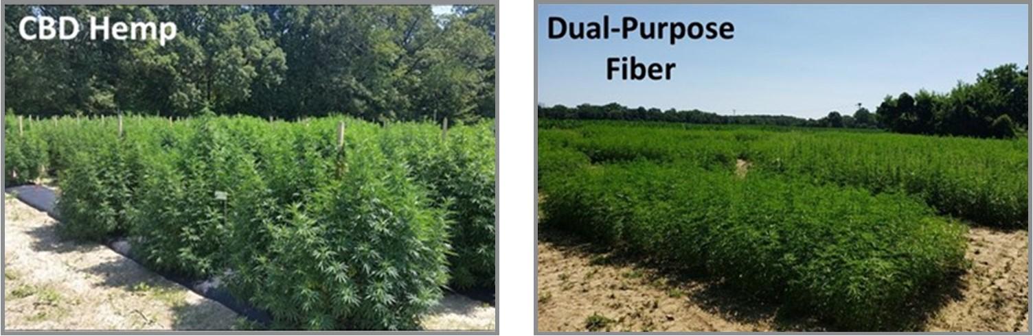 Different hemp production systems-CBD Hemp and Dual-Purpose Fiber
